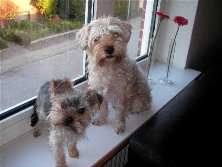 Yorkshire terrier Bounty billede 6