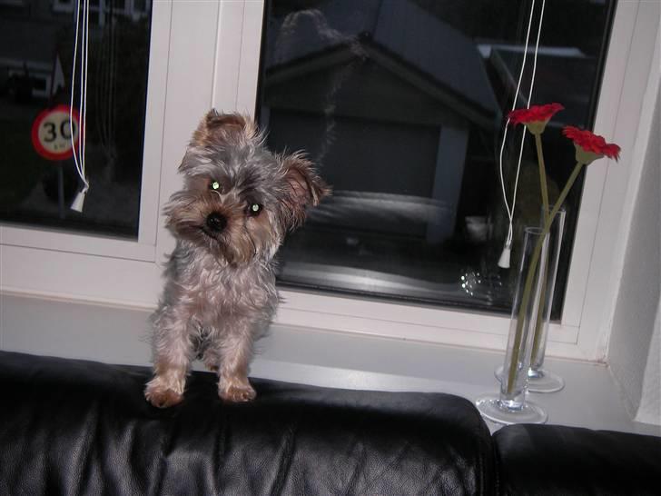 Yorkshire terrier Bounty billede 7