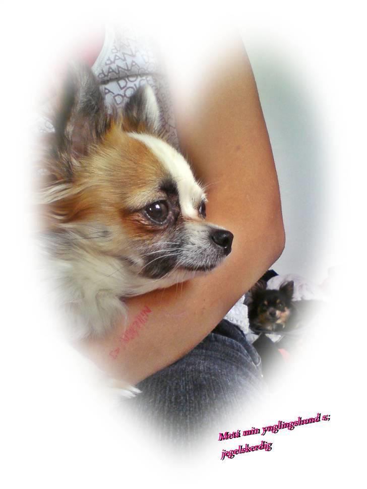 Chihuahua Meta - jeg elsker dig Meta billede 3