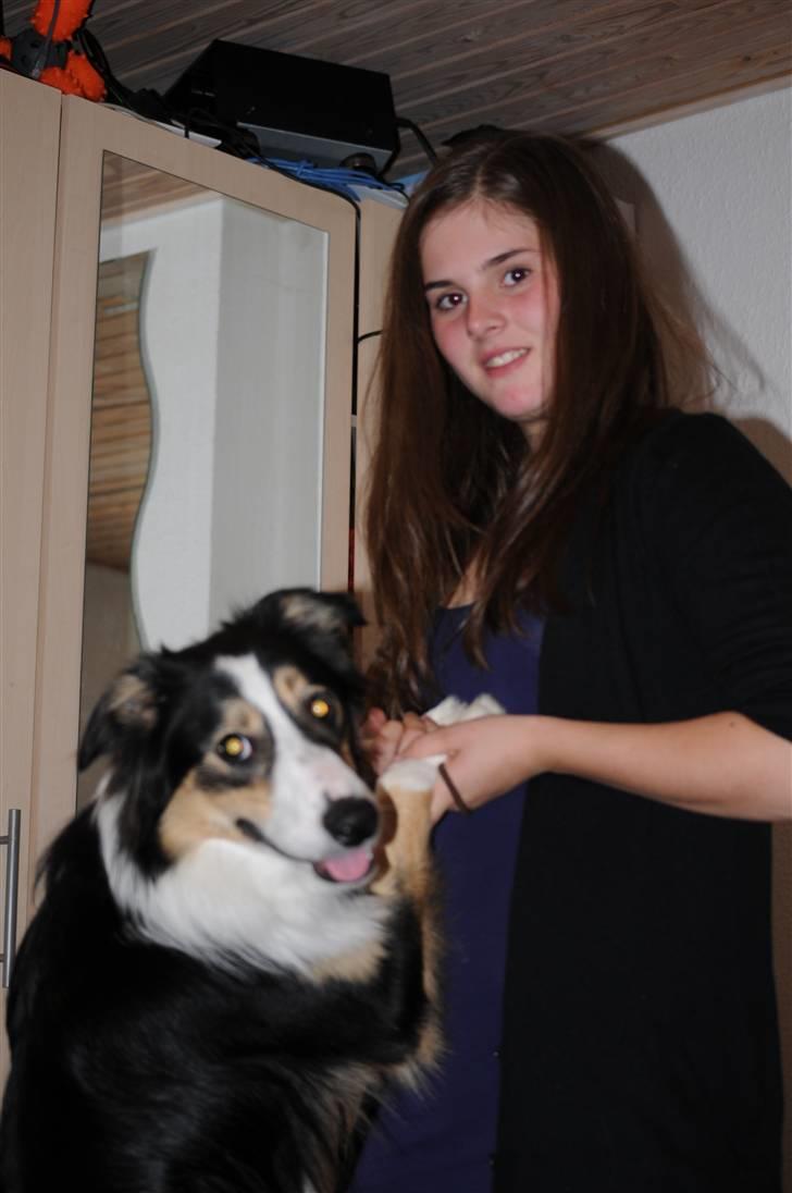 Border collie Dollar <3 billede 19