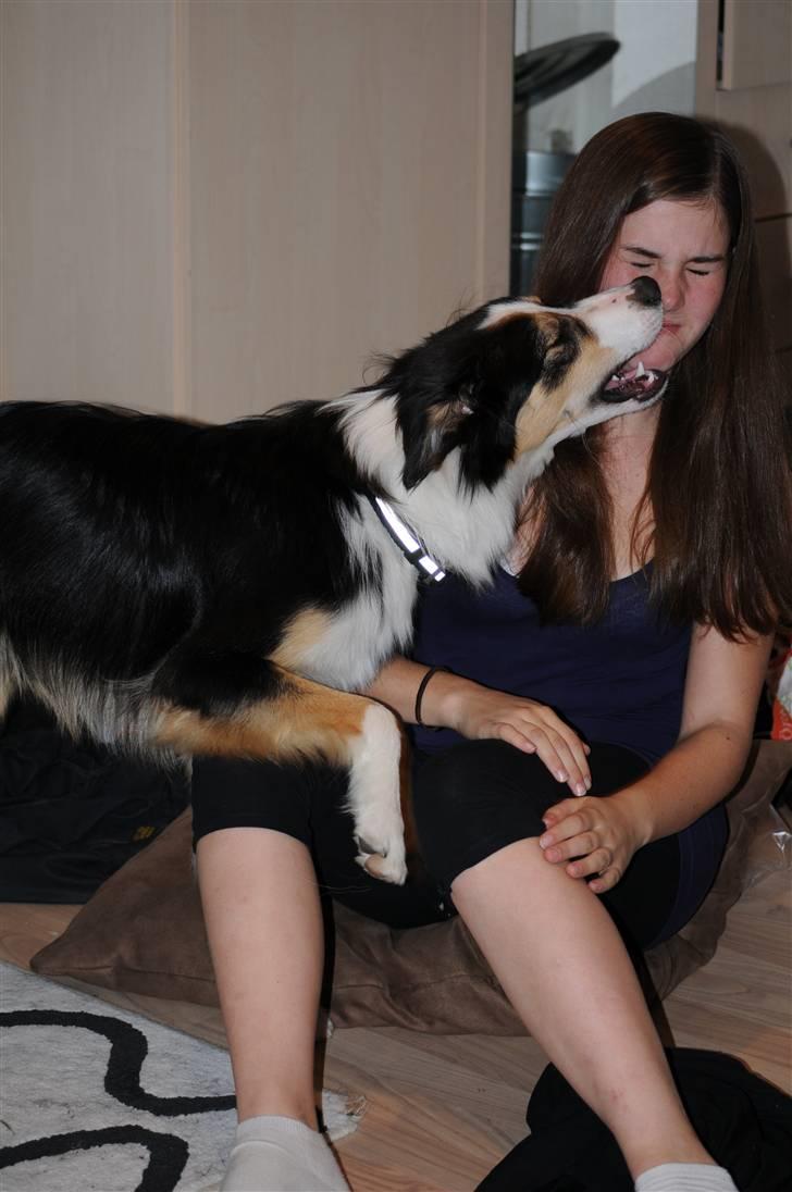 Border collie Dollar <3 billede 20