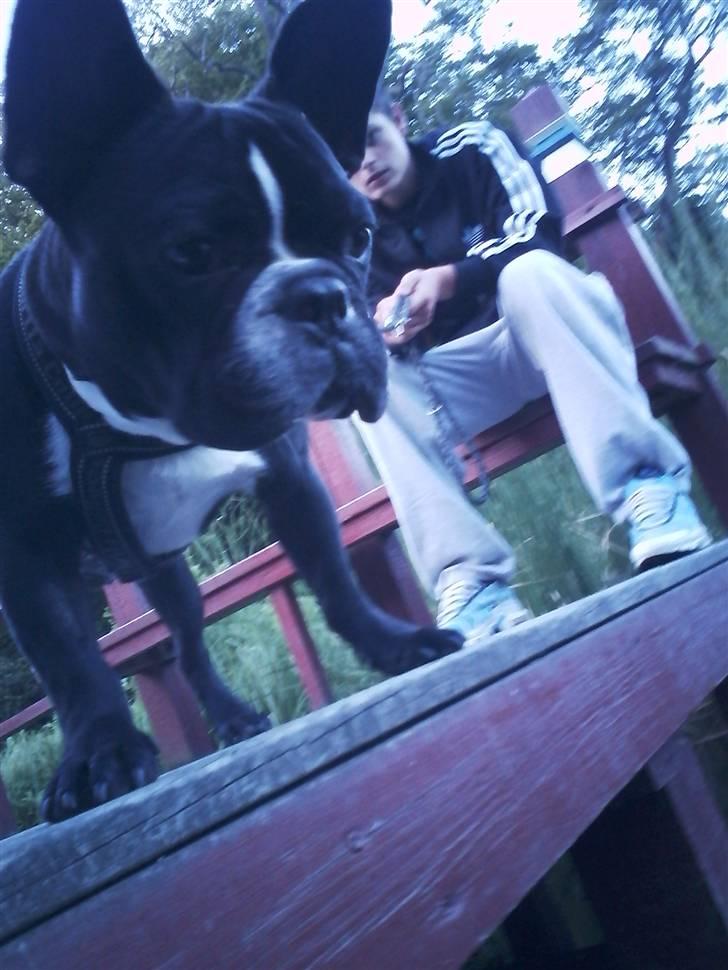 Fransk bulldog macho billede 1