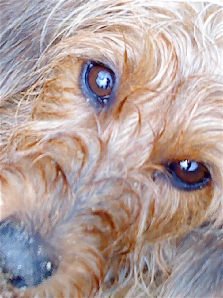 Gravhund Chessy - Mudder..xD billede 10