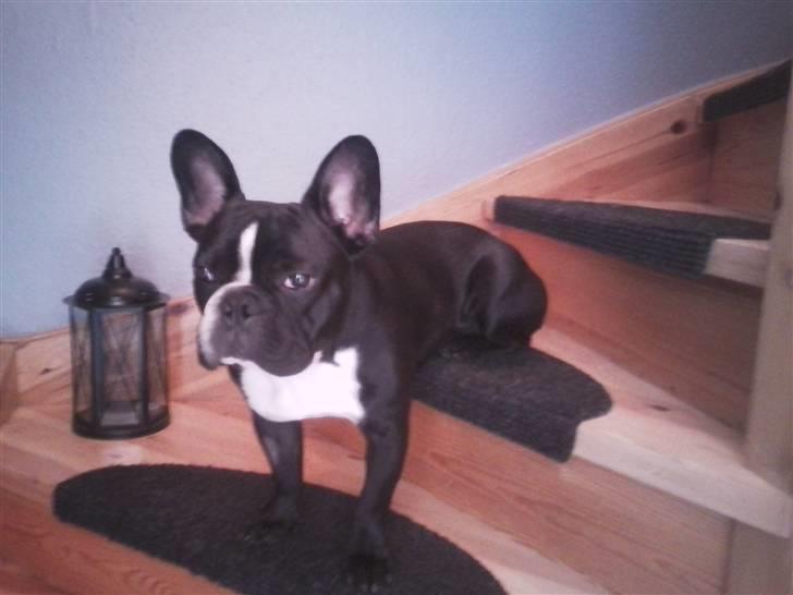 Fransk bulldog macho billede 3