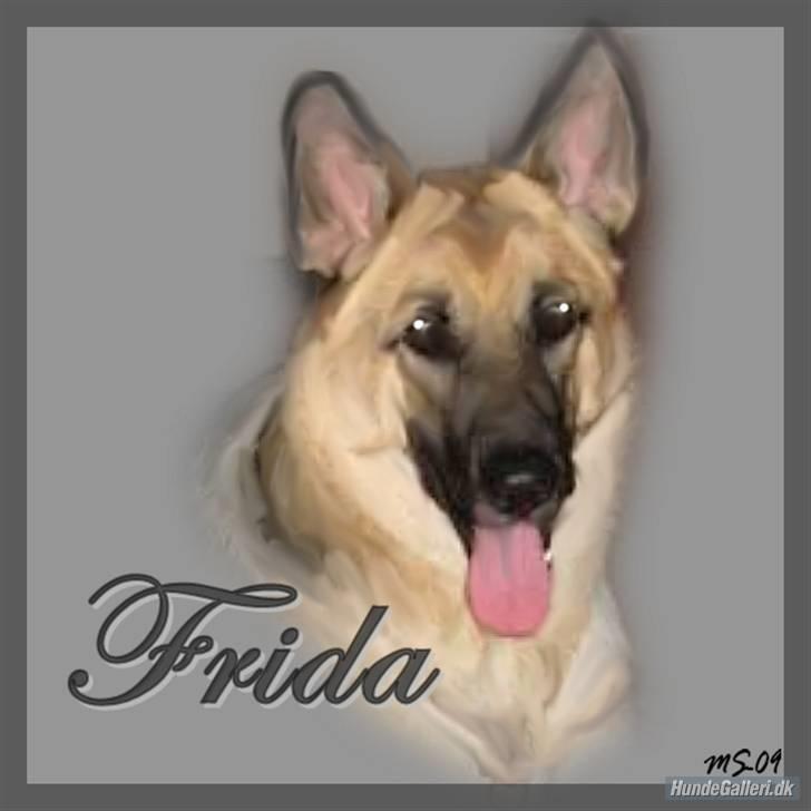 Schæferhund Frida <3 R.I.P. oktober 2012 <3 billede 19