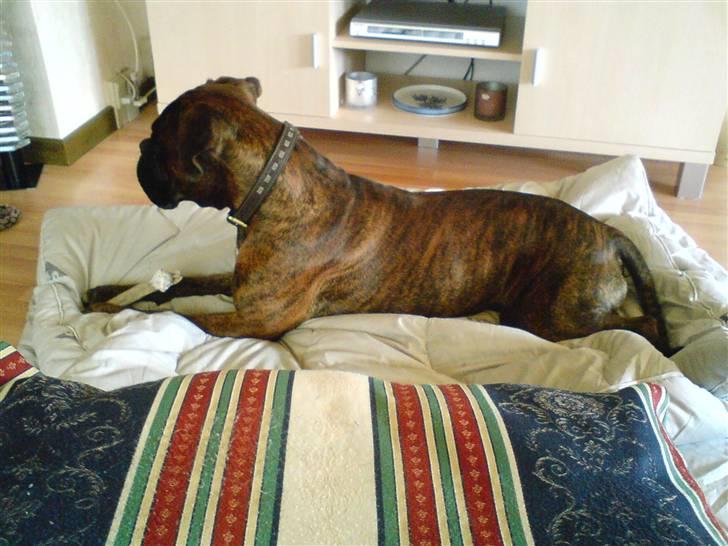 Boxer Mario  billede 7