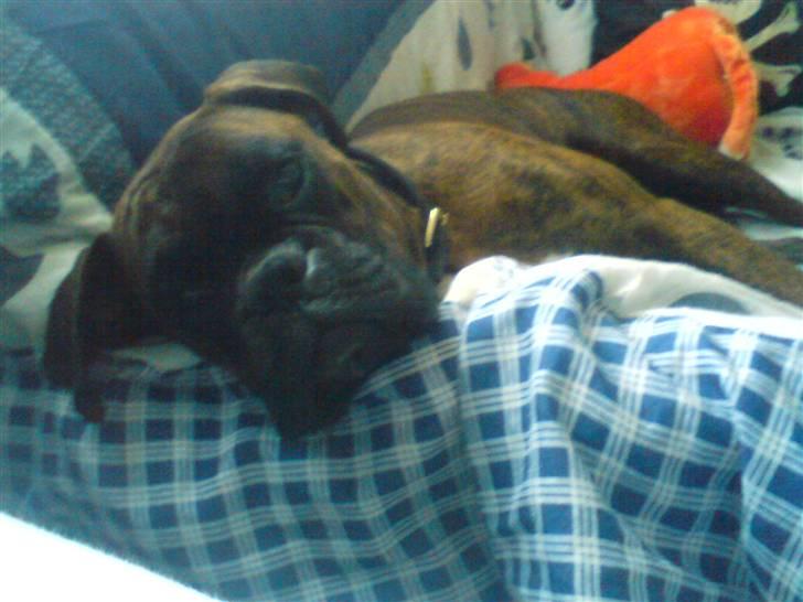 Boxer Mario  billede 8