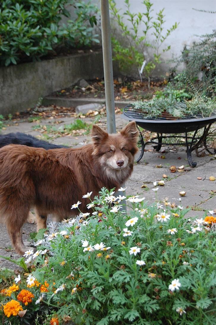Finsk lapphund Fjällfarmens Qikki - Smuksak<3 billede 34