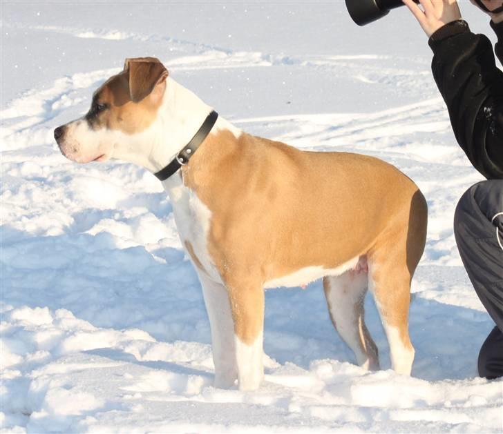 Amerikansk staffordshire terrier Gaia - Lidt over 7 måneder på billedet. billede 1