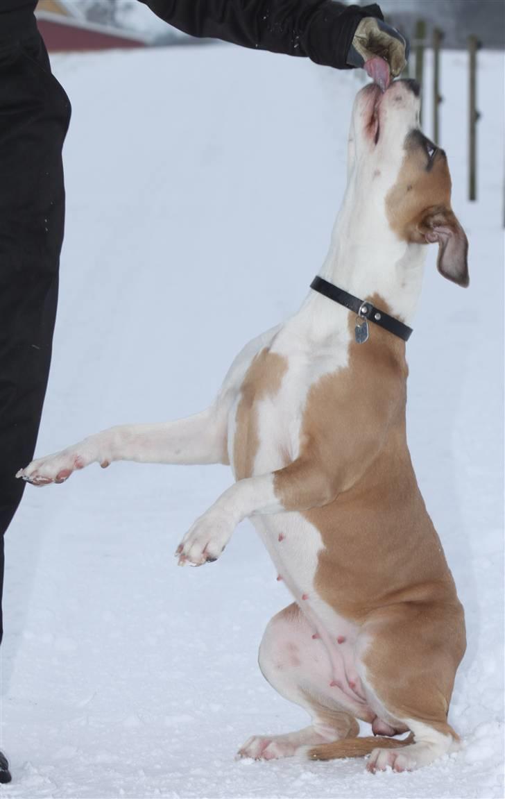 Amerikansk staffordshire terrier Gaia - Lidt over 7 måneder på billedet. billede 2