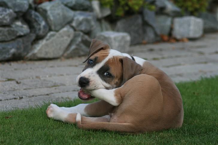 Amerikansk staffordshire terrier Gaia - Dagen efter hun blev hentet. Hun er her 2 måneder og 3 dage gammel. billede 3