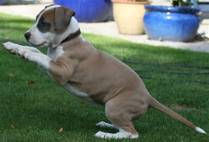 Amerikansk staffordshire terrier Gaia - Dagen efter hun blev hentet. Hun er her 2 måneder og lidt til. billede 4