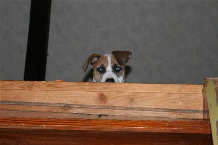 Amerikansk staffordshire terrier Gaia - Taget da hun var 3 måneder. billede 5