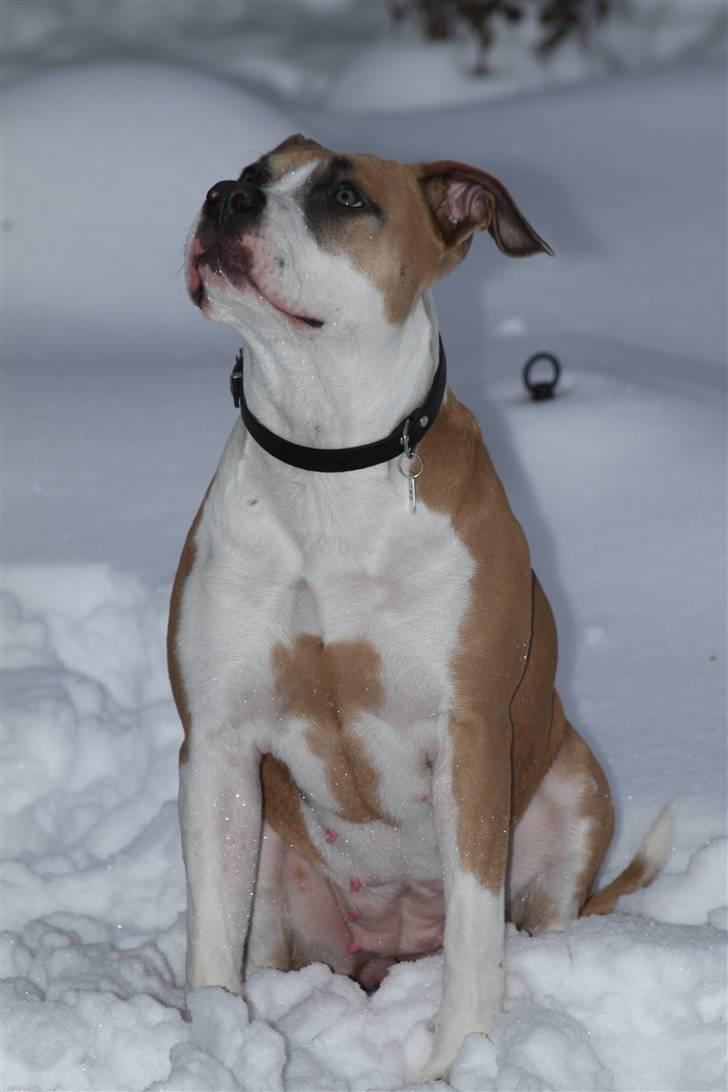 Amerikansk staffordshire terrier Gaia - Lidt over 7 måneder på billedet. billede 6