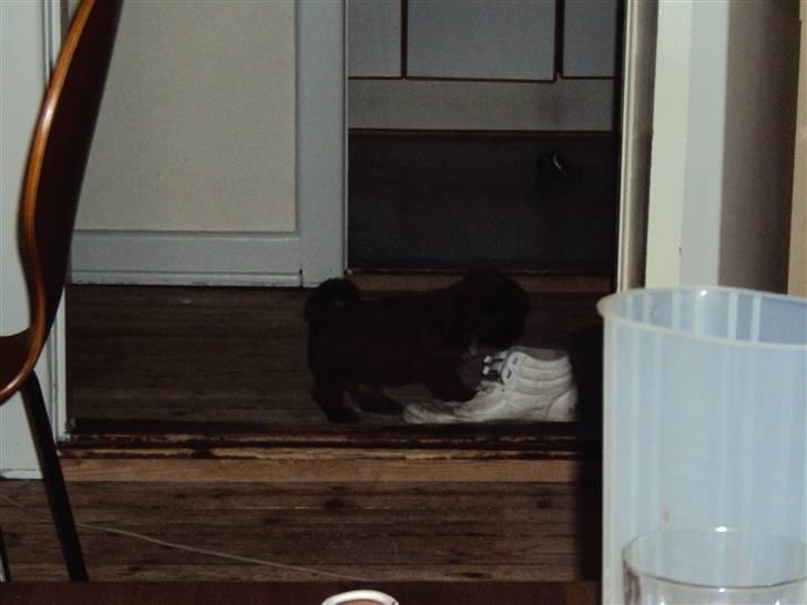 Shih tzu Nala billede 13