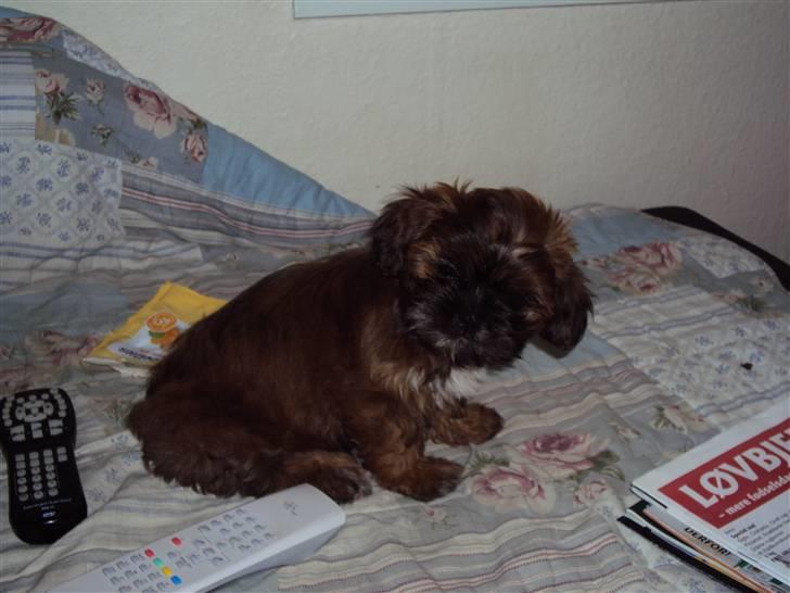 Shih tzu Nala billede 14