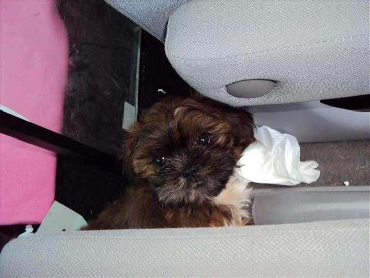 Shih tzu Nala billede 15