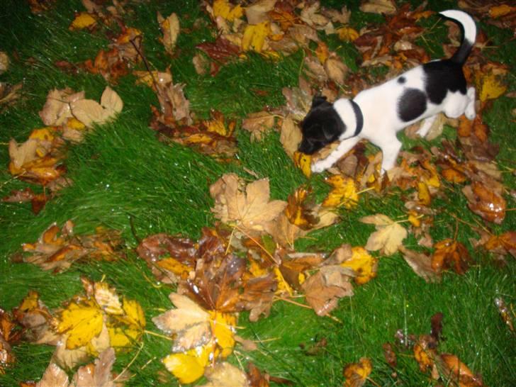 Dansk svensk gaardhund Bella billede 2