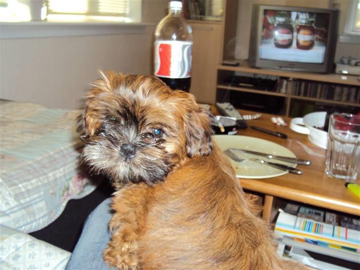 Shih tzu Nala billede 16