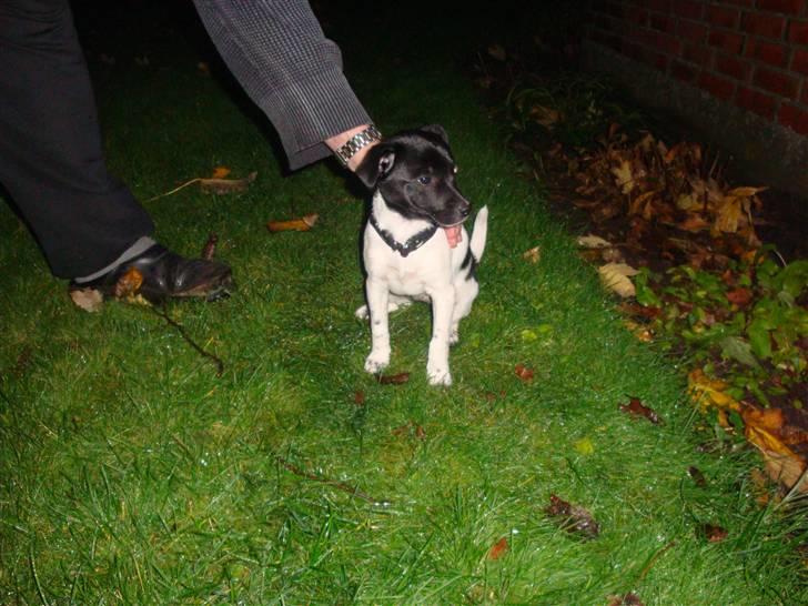 Dansk svensk gaardhund Bella billede 3