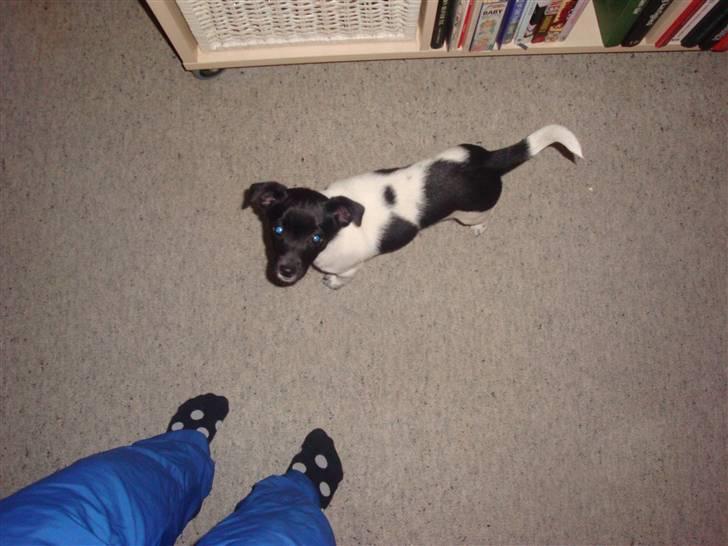 Dansk svensk gaardhund Bella billede 4