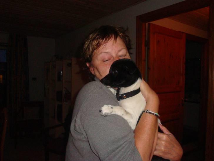 Dansk svensk gaardhund Bella billede 5