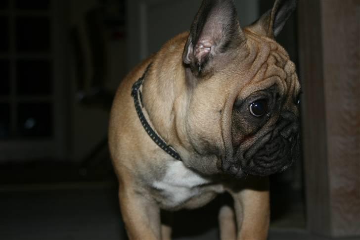 Fransk bulldog A´la´coccio´s Ædantjo billede 6