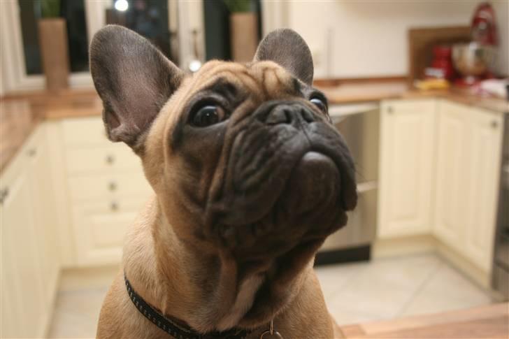 Fransk bulldog A´la´coccio´s Ædantjo - stik mig så den godbid billede 7