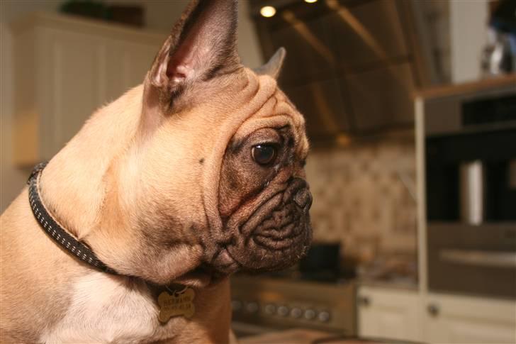 Fransk bulldog A´la´coccio´s Ædantjo billede 8