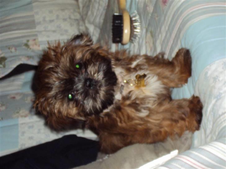 Shih tzu Nala billede 17