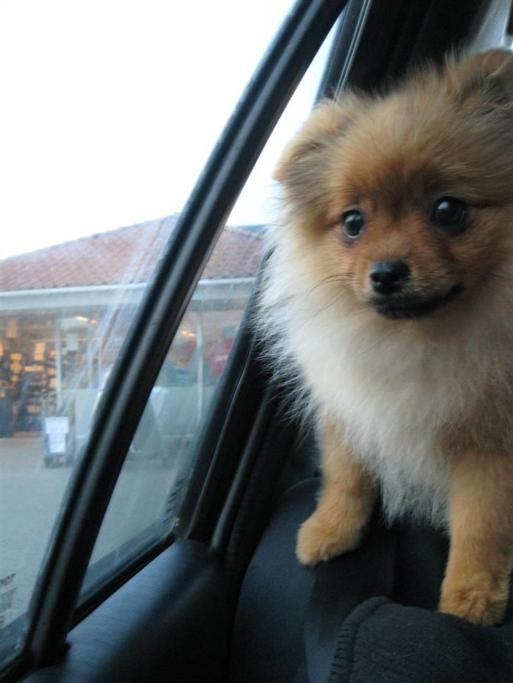 Pomeranian Topsy's Addie R.i.p - Kigger lige lindt ud af vinduet billede 9