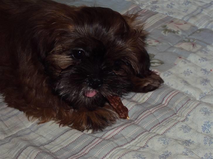 Shih tzu Nala billede 18