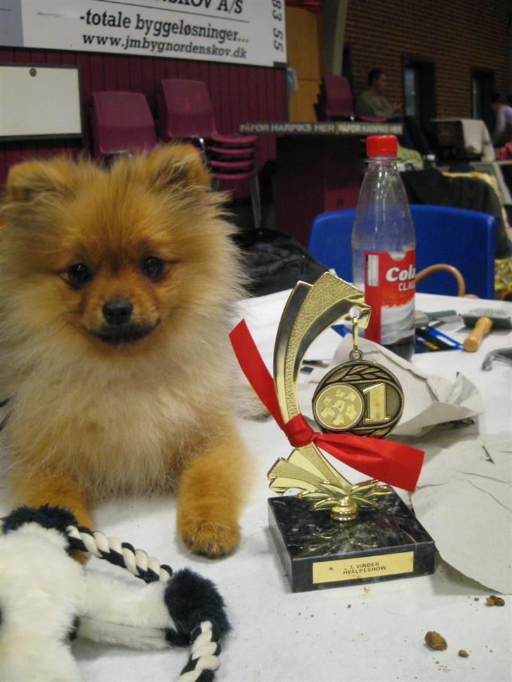 Pomeranian Topsy's Addie R.i.p - Se min fine pokal billede 10
