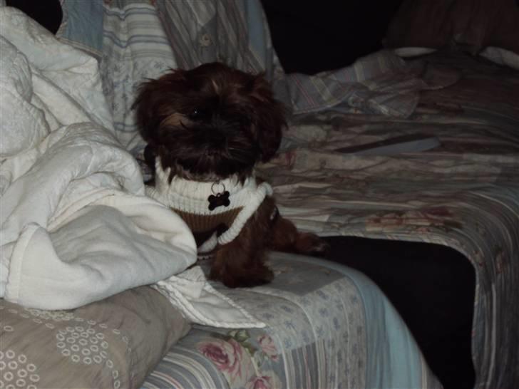 Shih tzu Nala - En trøje jeg har fået, da jeg fryser meget når der er koldt.. billede 19
