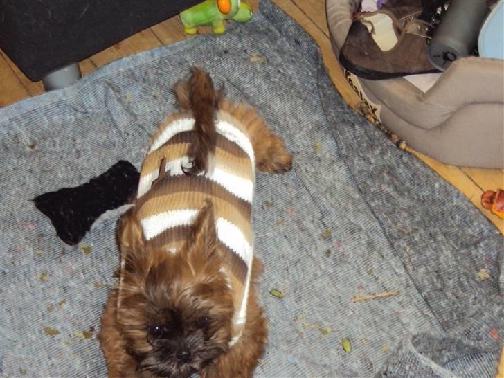 Shih tzu Nala billede 20