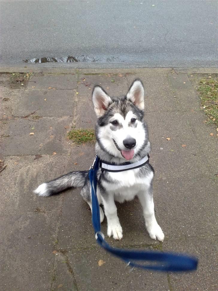 Alaskan malamute Keyla billede 1