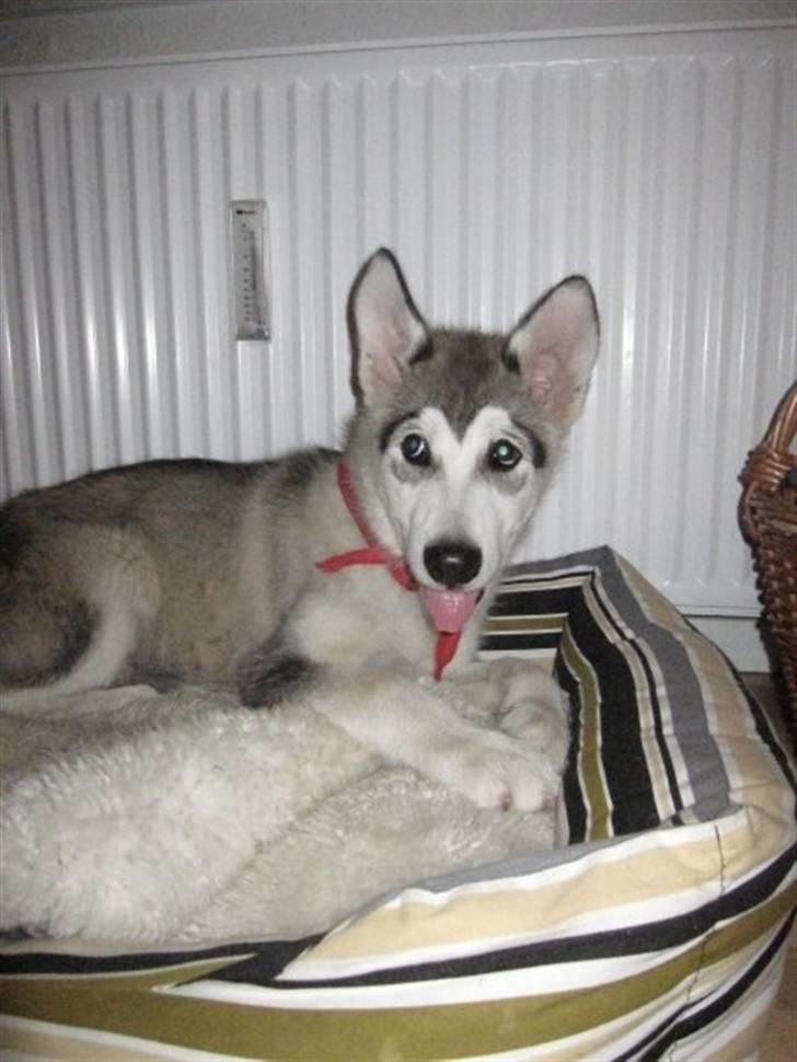 Alaskan malamute Keyla billede 2