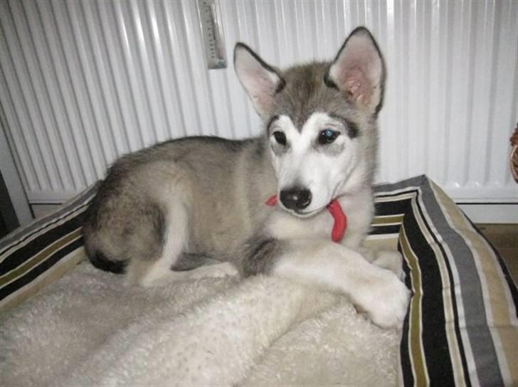 Alaskan malamute Keyla billede 3