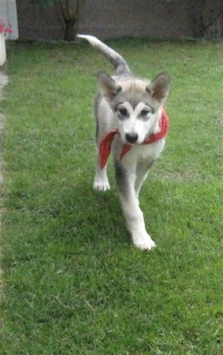 Alaskan malamute Keyla billede 4