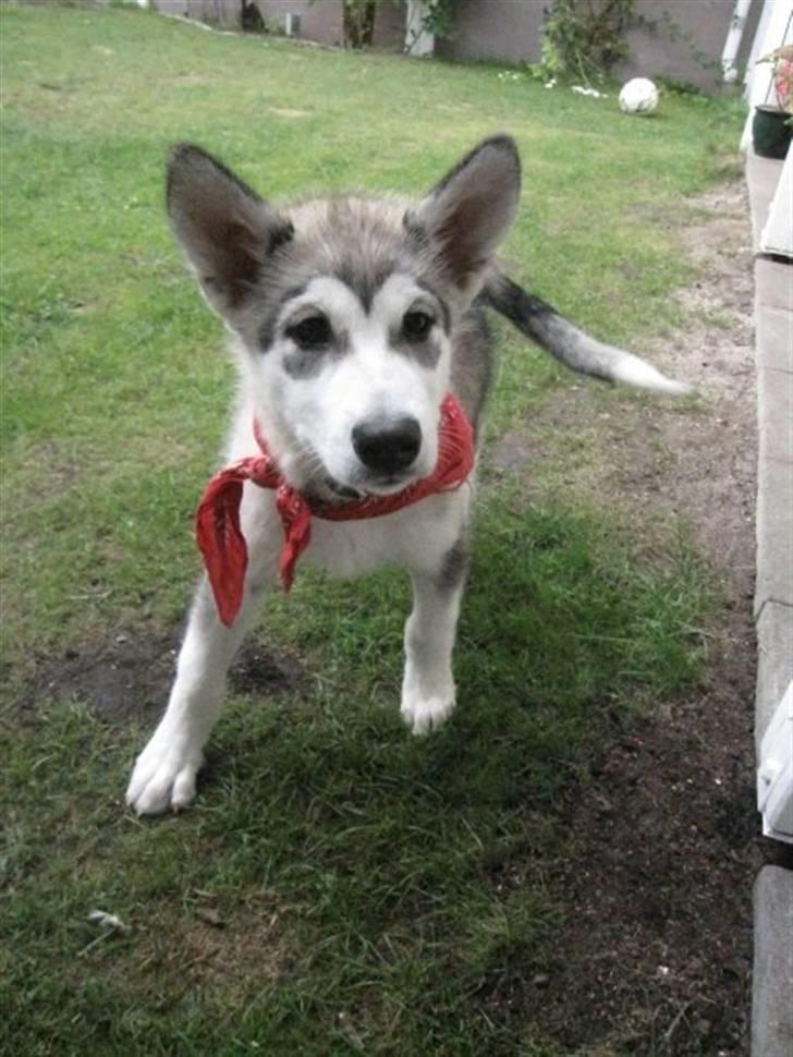 Alaskan malamute Keyla billede 5