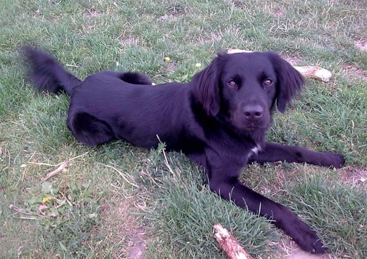 Blanding af racer Simba<3 <3 RIP billede 14