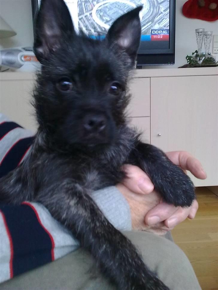 Blanding af racer Mille  (Westie/Mops) billede 1