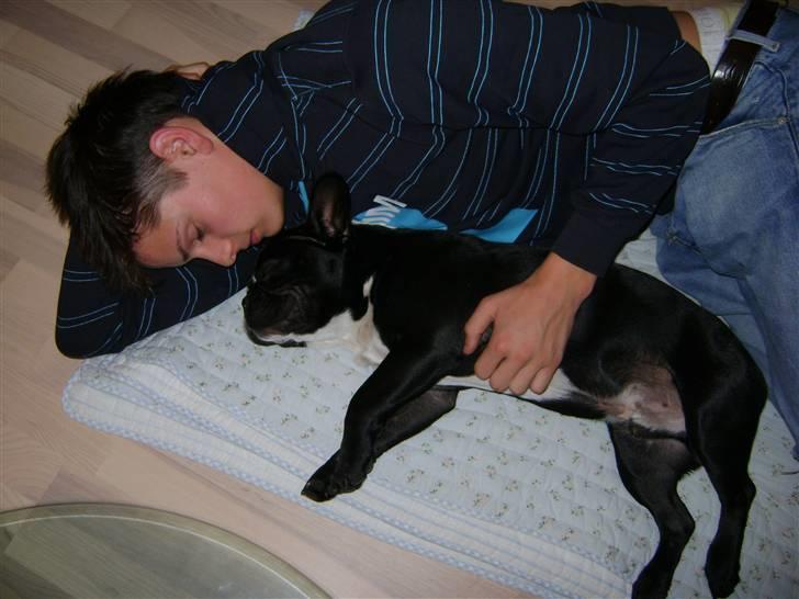 Fransk bulldog macho billede 4