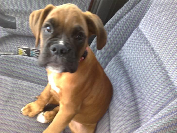 Boxer bonni billede 19