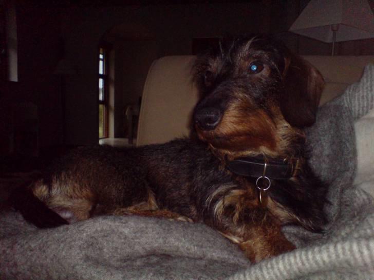 Dværggravhund Albert billede 1