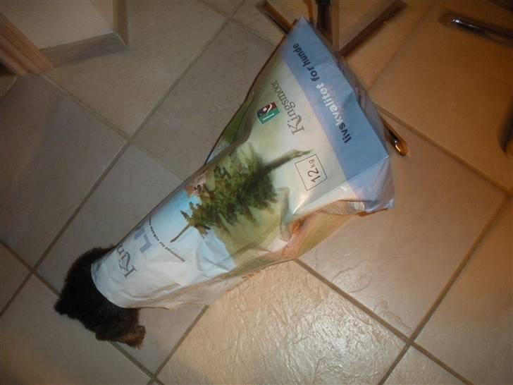 Dværggravhund Albert - sulten..... billede 2