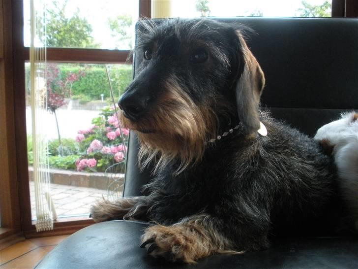 Dværggravhund Albert billede 3