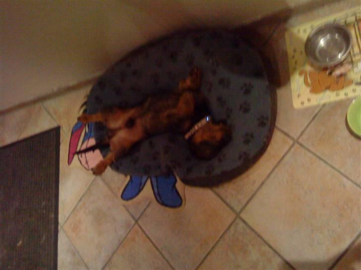 Dværggravhund Albert - siesta.... billede 4