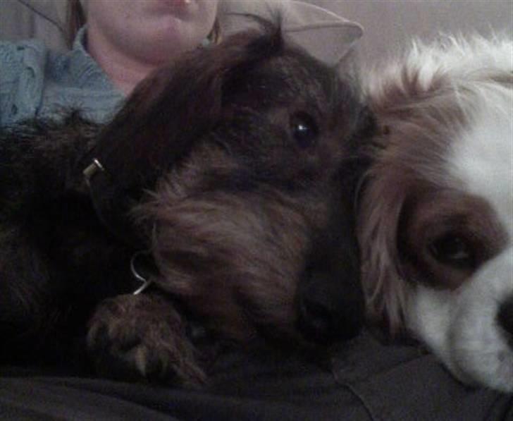 Dværggravhund Albert - Albert og fruen billede 5