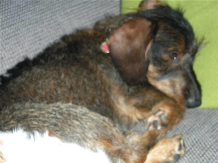 Dværggravhund Albert billede 6